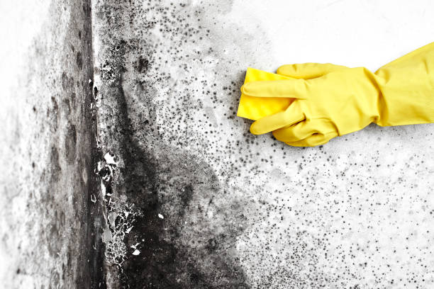 New Providence, NJ Mold Removal Company