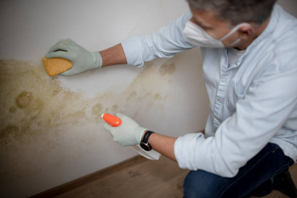 Best Mold Testing and Removal  in New Providence, NJ