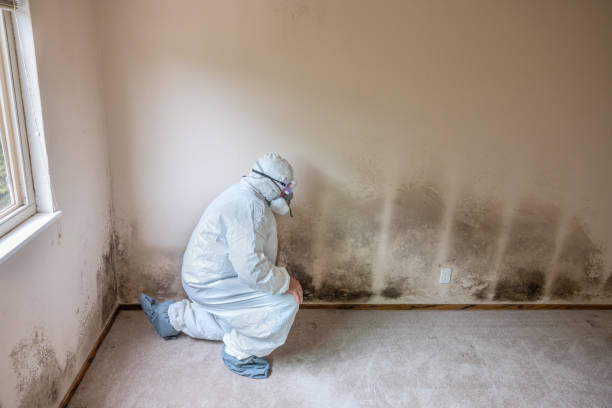 Best Same-Day Mold Removal  in New Providence, NJ
