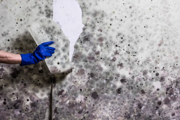 Mold Removal Process in New Providence, NJ